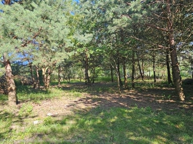 Działka Budowlana Sosny MPZP 25 min od Warszawy